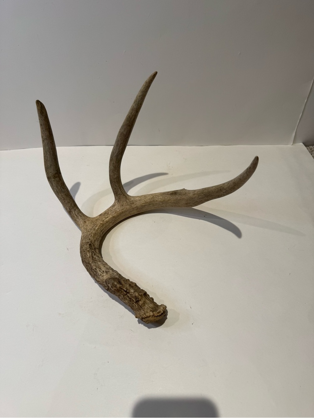 Real Natural Deer Antler Shed | Rustic Cabin & Farmhouse Decor Accent - Picture 7 of 7